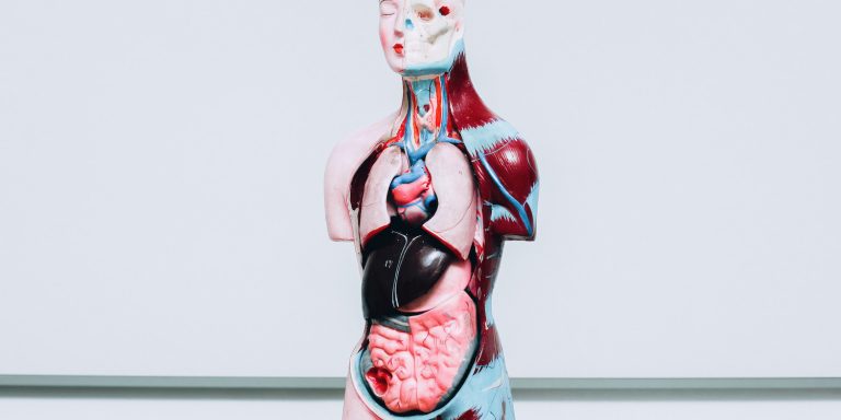 human-internal-organs-dummy-model-K5QU9AS